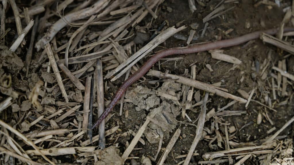 Bodenbearbeitung zerstört nicht nur den Lebensraum der Regenwürmer, sondern auch aller anderen Bodenlebewesen.