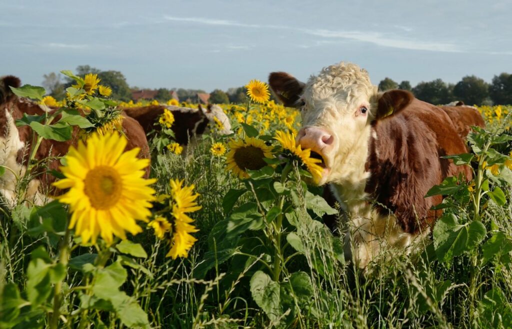 Hof Herweg - Weiderind mit Sonnenblume