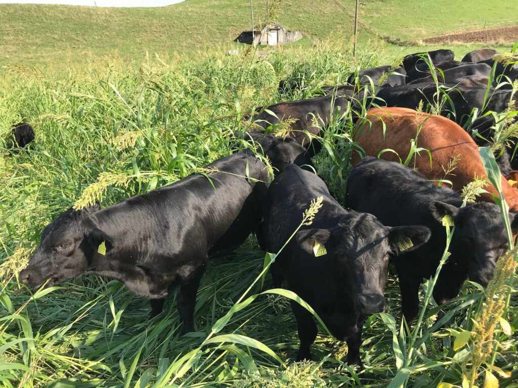 Paradies Hof Muttenz Weidefleisch