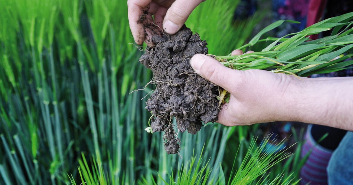 soilify regenerative landwirtschaft