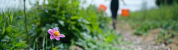 Permakultur Regenerative Landwirtschaft