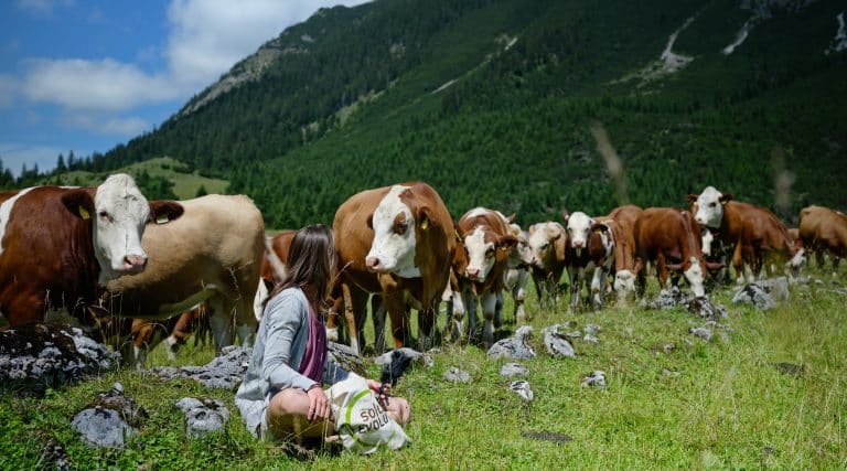 Anja meditiert mit Kühen auf einer Alm im Karwendelgebirge.