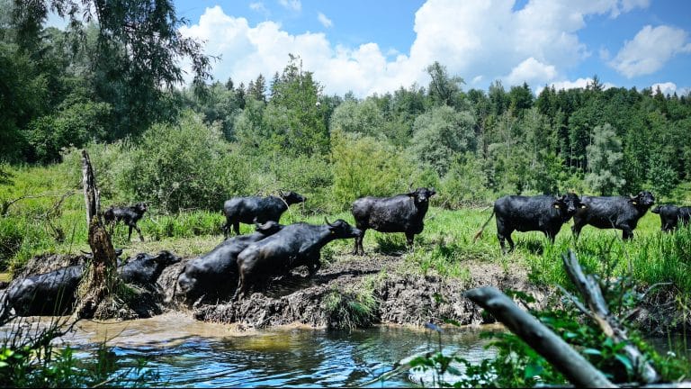 Wasserbüffel im Allgäu.