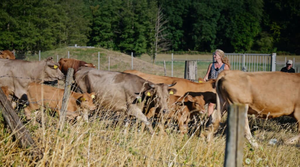 Viviane Theby treibt Rinder auf dem Scheuerhof