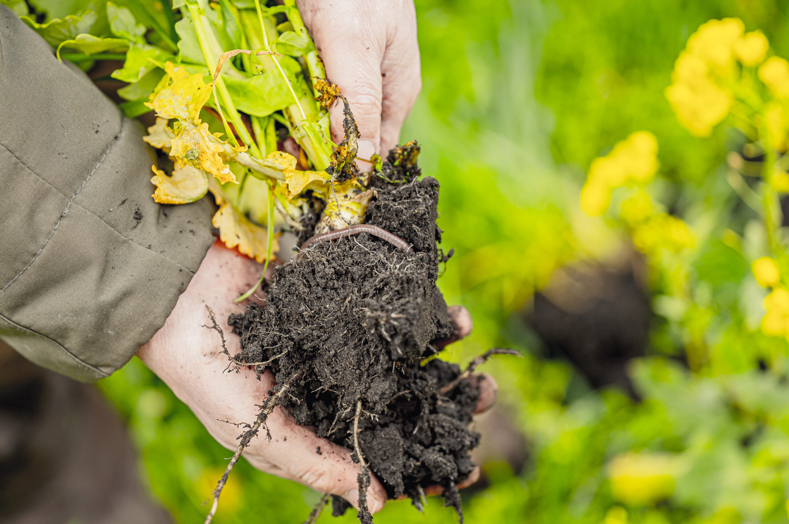 Tag des Regenwurms soilify konservierende landwirtschaft