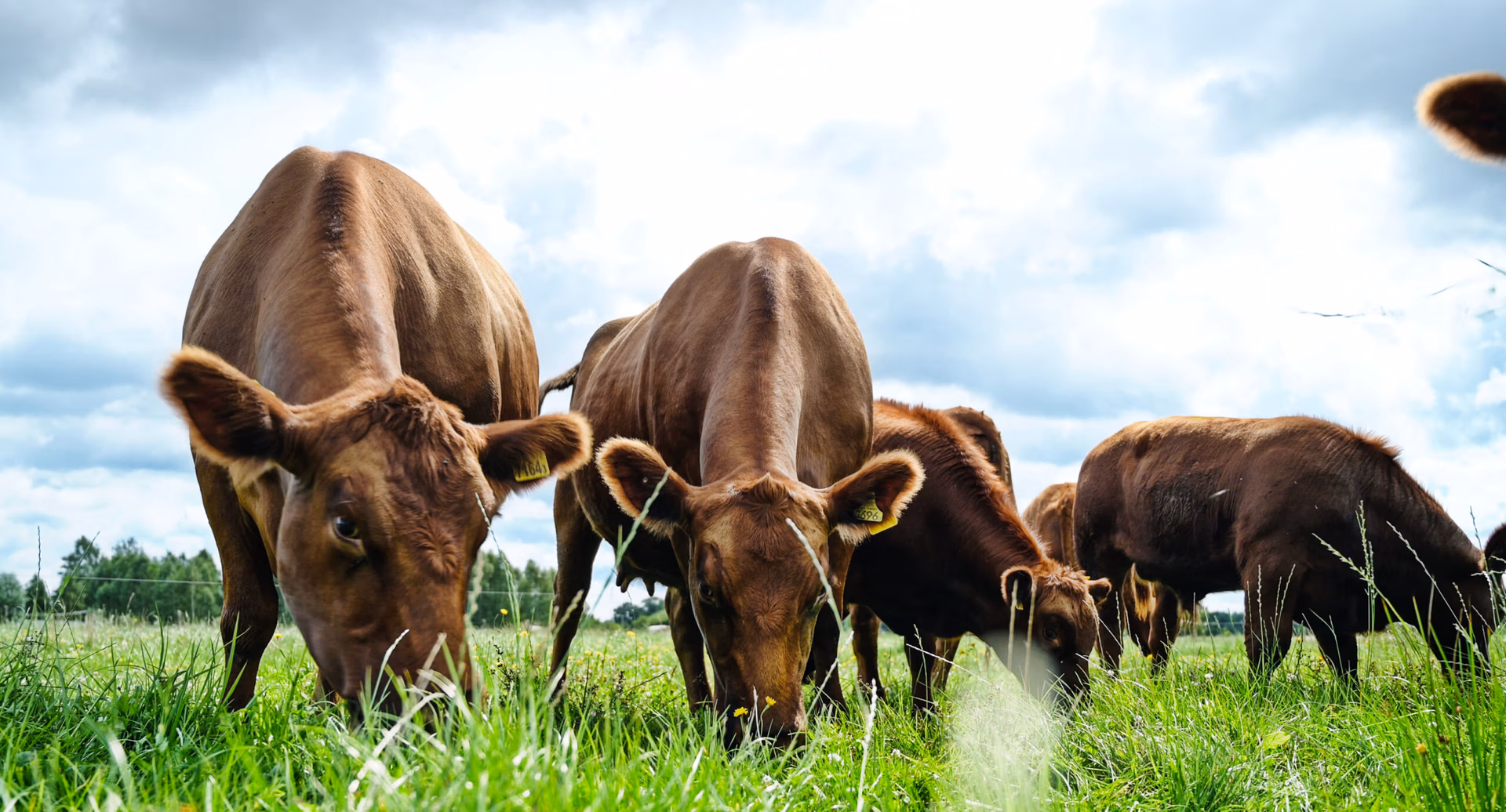 Mehr Pflanzenanbau führt oft zu mehr Tierfutter und Stallhaltung. Wie Konsumenten durch bewusste Nachfrage nach Weideprodukten Boden, Klima und Tierwohl wirklich fördern können.