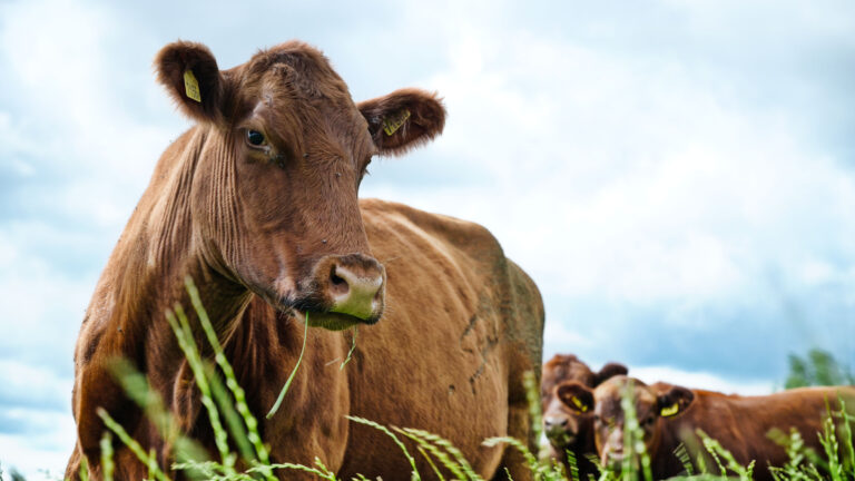 Nicht Fleisch macht krank, sondern industrielle Landwirtschaft. Regenerative Weidehaltung stärkt Böden, Klima und Gesundheit. Ein Plädoyer für echtes Systemverständnis statt Scheindebatten über „vegane Wurst“.