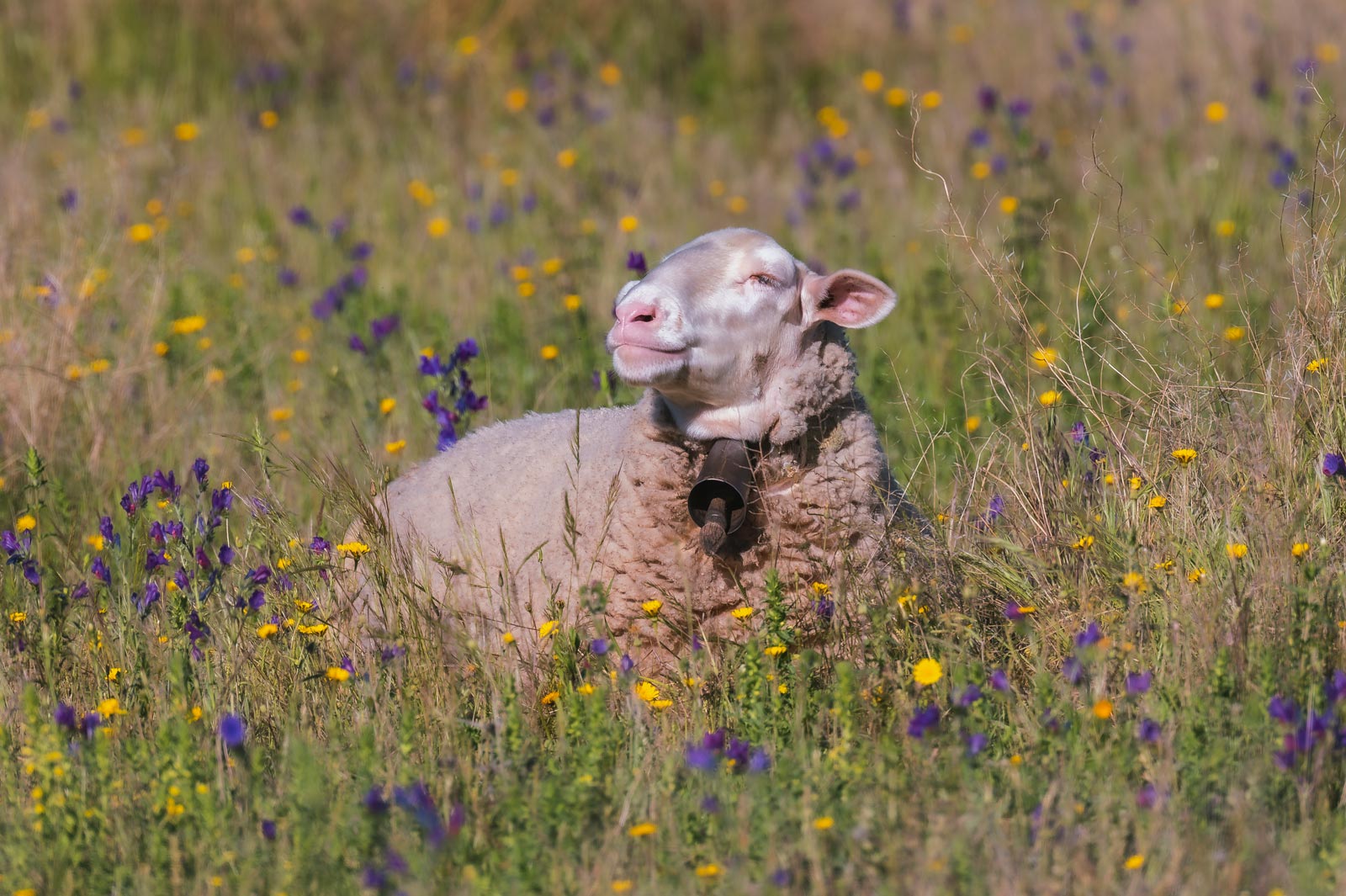 Schaf auf einer natürlichen Weide
