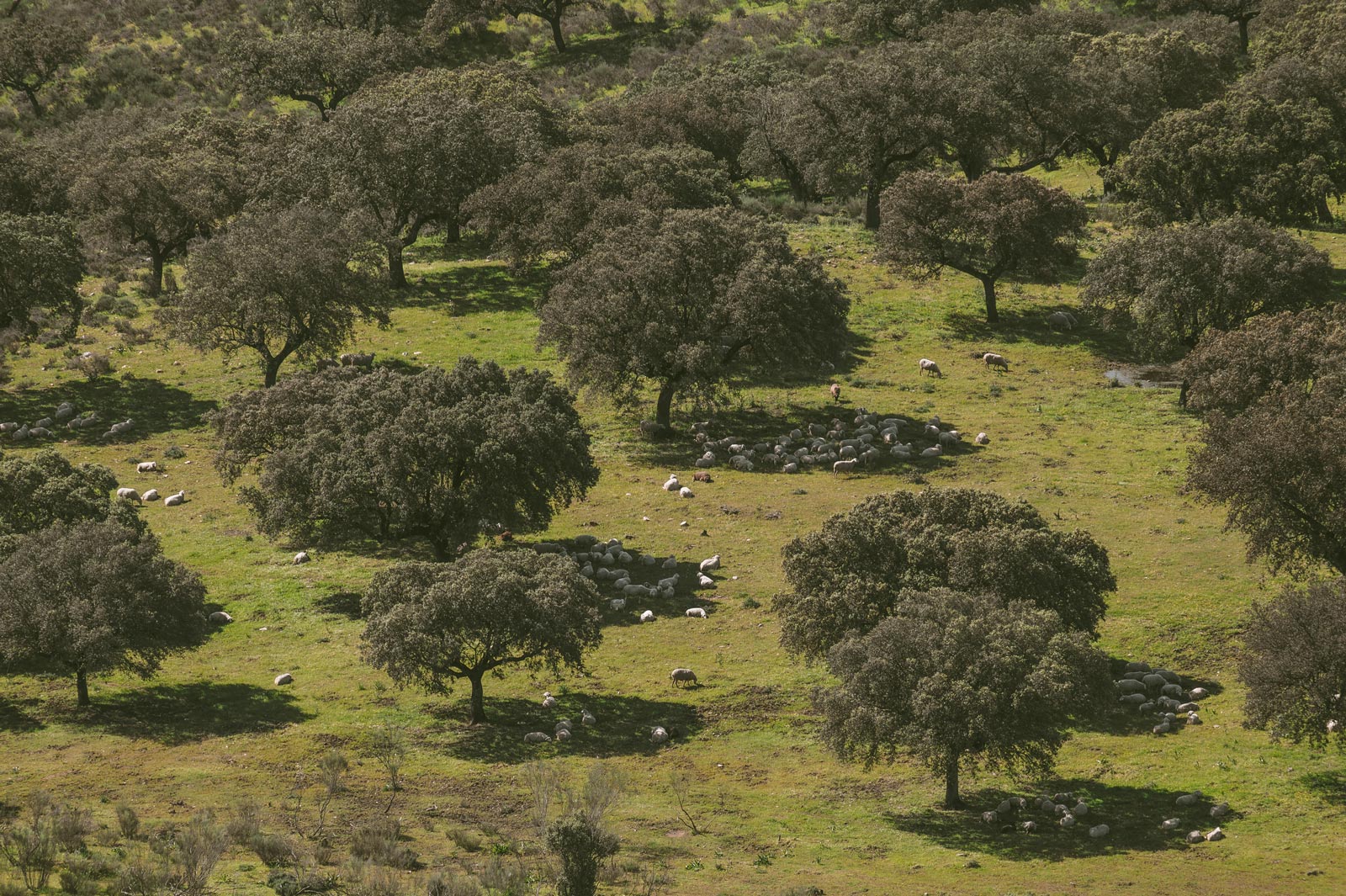 Schafherde auf einer Dehesa in der spanischen Extremadura